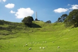 agricultural;agriculture;auckland;cornwall-park;farm;farming;farmland;farms;field;fields;grass;Maungakiekie;meadow;meadows;N.I.;n.z.;new-zealand;NI;north-island;nz;obelisk;one-tree-hill;one-tree-hill-domain;paddock;paddocks;pasture;pastures;sheep;stock;volcano;volcanoes