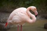Animal;animals;Auckland;Auckland-Zoo;Avian;bird;bird-watching;bird_watching;birds;eco-tourism;eco_tourism;ecotourism;Fauna;flamingo;flamingoes;Greater-flamingo;Greater-flamingoes;N.I.;N.Z.;Natural;Nature;New-Zealand;NI;North-is;North-Island;NZ;Ornithology;Phoenicopterus-roseus;pink-flamingo;pink-flamingoes;wildlife;wildlife-park;wildlife-parks;zoo;zoos;zoozs