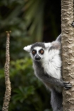 animal;animals;Auckland;Auckland-Zoo;fauna;lemur;Lemur-catta;lemurs;mammal;mammals;N.I.;N.Z.;New-Zealand;NI;North-is;North-Island;NZ;primate;primates;Ring-tailed-Lemur;Ring-tailed-Lemurs;Ring_tailed-Lemur;Ring_tailed-Lemurs;Ringtailed-Lemur;Ringtailed-Lemurs;wildlife;wildlife-park;wildlife-parks;zoo;zoos;zoozs