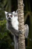 animal;animals;Auckland;Auckland-Zoo;fauna;lemur;Lemur-catta;lemurs;mammal;mammals;N.I.;N.Z.;New-Zealand;NI;North-is;North-Island;NZ;primate;primates;Ring-tailed-Lemur;Ring-tailed-Lemurs;Ring_tailed-Lemur;Ring_tailed-Lemurs;Ringtailed-Lemur;Ringtailed-Lemurs;wildlife;wildlife-park;wildlife-parks;zoo;zoos;zoozs