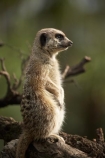 African;Auckland;Auckland-Zoo;Grey-Meerkat;mammal;mammals;Meerkat;meerkats;mongoose;mongooses;N.I.;N.Z.;New-Zealand;NI;North-is;North-Island;NZ;Suricata-suricatta;suricate;suricates;wildlife;wildlife-park;wildlife-parks;zoo;zoos;zoozs