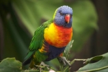 Animal;animals;Auckland;Auckland-Zoo;Avian;bird;bird-watching;bird_watching;birds;color;colorful;colour;colourful;eco-tourism;eco_tourism;ecotourism;Fauna;lorikeet;lorikeets;N.I.;N.Z.;Natural;Nature;New-Zealand;NI;North-is;North-Island;NZ;Ornithology;parrot;parrots;Rainbow-lorikeet;Rainbow-lorikeets;Trichoglossus-haematodus-oluccanus;wildlife;wildlife-park;wildlife-parks;zoo;zoos;zoozs