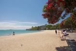 Auckland;beach;beaches;coast;coastal;coastline;flower;flowers;metrosideros-excelsa;Mission-Bay;Mission-Bay-Beach;N.I.;N.Z.;native;native-plant;native-plants;New-Zealand;NI;North-Is;North-Is.;North-Island;NZ;ocean;oceans;plant;plants;pohutakawa;pohutakawas;pohutukawa;pohutukawa-flower;pohutukawa-flowers;pohutukawa-tree;pohutukawa-trees;pohutukawas;sand;sandy;sea;seas;shore;shoreline;summer;surf;tree;trees