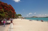 Auckland;beach;beaches;coast;coastal;coastline;flower;flowers;metrosideros-excelsa;Mission-Bay;Mission-Bay-Beach;N.I.;N.Z.;native;native-plant;native-plants;New-Zealand;NI;North-Is;North-Is.;North-Island;NZ;ocean;oceans;plant;plants;pohutakawa;pohutakawas;pohutukawa;pohutukawa-flower;pohutukawa-flowers;pohutukawa-tree;pohutukawa-trees;pohutukawas;sand;sandy;sea;seas;shore;shoreline;summer;surf;tree;trees