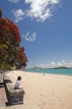 Auckland;beach;beaches;coast;coastal;coastline;flower;flowers;metrosideros-excelsa;Mission-Bay;Mission-Bay-Beach;N.I.;N.Z.;native;native-plant;native-plants;New-Zealand;NI;North-Is;North-Is.;North-Island;NZ;ocean;oceans;plant;plants;pohutakawa;pohutakawas;pohutukawa;pohutukawa-flower;pohutukawa-flowers;pohutukawa-tree;pohutukawa-trees;pohutukawas;sand;sandy;sea;seas;shore;shoreline;summer;surf;tree;trees