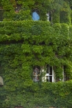 Auckland;building;buildings;green;heritage;historic;historic-building;historic-buildings;historical;historical-building;historical-buildings;history;N.Z.;New-Zealand;North-Is.;North-Island;Northern-Club-Building;Nth-Is;NZ;old;plant;tradition;traditional;Virginia-Creeper