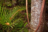Auckland;Auckland-Region;climber;climbers;epiphyte;epiphytes;forest;forests;kauri;Kauri-forest;kauri-tree;kauri-trees;kauris;N.Z.;native-bush;native-forest;native-forests;nature;New-Zealand;nikau-palm;nikau-palms;nikaus;North-Auckland;North-Is.;North-Island;Nth-Is;NZ;palms;Parry-Kauri-Park;tree;trees;Warkworth;wood;woods