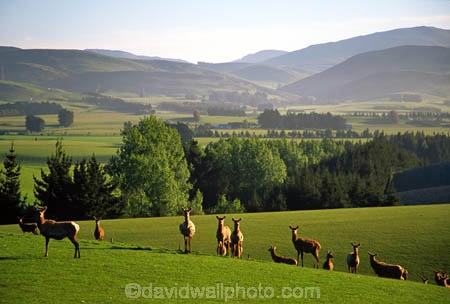 agriculture;antler;antlers;Balclutha;cervena,;Deer;farm;farming;Farmland;farms;field;fields;grass;green;hills;lush;meadow;meadows;n.z.;New-Zealand;nz;paddock;paddocks;pasture;pastures;plains;rolling;rural;South-Island;South-Otago;Southland;velvet;venison;verdant