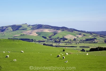agricultural;agriculture;country;countryside;farm;farming;farmland;farms;fibre;field;fields;grass;grassy;horticulture;lamb;lush;meadow;meadows;paddock;paddocks;pasture;pastures;rural;sheep;verdant;wool;woolly;wooly