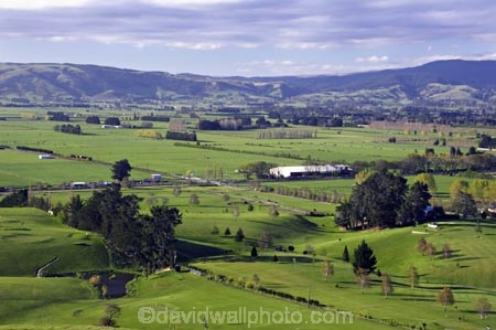 agricultural;agriculture;country;countryside;dunedin;farm;farming;farmland;farms;field;fields;golf;golf-course;grass;grassy;horticulture;lamb;lush;meadow;meadows;paddock;paddocks;pasture;pastures;rural;sheep;taieri;taieri-plain;tree;trees;verdant;windbreak;windbreaks