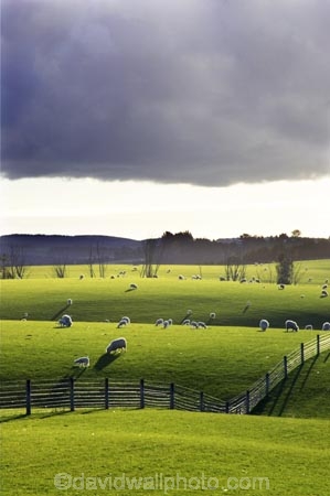 agricultural;agriculture;clinton;cloud;clouds;country;countryside;farm;farming;farmland;farms;fence;fence-line;fence-lines;fence_line;fence_lines;fenceline;fencelines;fences;fibre;field;fields;grass;grassy;green;horticulture;lamb;lush;meadow;meadows;new-zealand;paddock;paddocks;pasture;pastures;rural;sheep;south-island;south-otago;verdant;wool;woolly;wooly