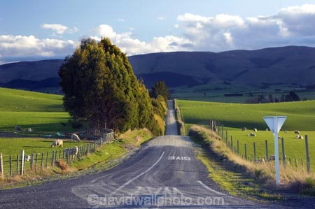 agricultural;agriculture;balclutha;clinton;country;country-road;country-roads;countryside;farm;farming;farmland;farms;fibre;field;fields;give-way;give-way-sign;grass;grassy;green;horticulture;lamb;lush;meadow;meadows;new-zealand;paddock;paddocks;pasture;pastures;road;roads;rural;sheep;south-island;south-otago;verdant;wool;woolly;wooly;yeild