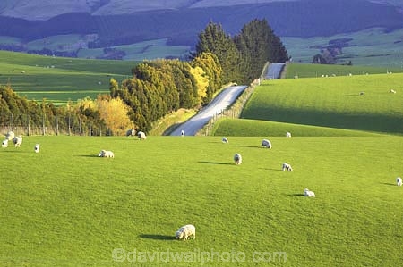 agricultural;agriculture;balclutha;clinton;country;country-road;country-roads;countryside;farm;farming;farmland;farms;fibre;field;fields;grass;grassy;green;horticulture;lamb;lush;meadow;meadows;new-zealand;paddock;paddocks;pasture;pastures;road;roads;rural;sheep;south-island;south-otago;verdant;wool;woolly;wooly