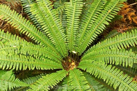 bush;Catlins;Crown-Fern;fern;ferns;flora;forest;frond;fronds;green;icon;icons;native;nature;new-zealand;Piupiu;plant;plants;radiate;South-Island;south-otago;southland;symbol;symbols