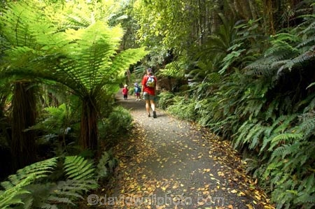 beautiful;beauty;bush;Catlins;child;children;endemic;forest;forests;green;hike;hiker;hikers;hiking;lush;native;native-bush;natives;natural;nature;New-Zealand;people;person;rain-forest;rain-forests;rain_forest;rain_forests;rainforest;rainforests;scene;scenic;South-Island;south-otago;southland;timber;tramp;tramper;trampers;tramping;tree;tree-trunk;tree-trunks;trees;trek;treker;trekers;treking;trekker;trekkers;trekking;trunk;trunks;verdant;walk;walker;Walkers;walking;wood;woods