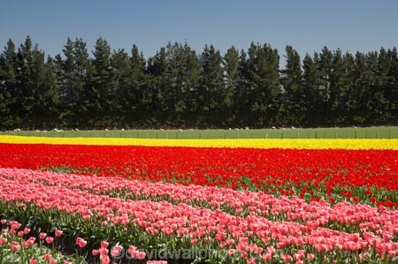 bloom;blooming;blooms;color;colorful;colors;colour;colourful;colours;country;countryside;cultivation;farm;farming;farmland;farms;field;fields;flora;floral;flower;flowers;fresh;garden;grow;growing;growth;horticulture;N.Z.;New-Zealand;NZ;paddock;paddocks;renew;rural;S.I.;season;seasonal;seasons;SI;South-Is.;South-Island;spring;springtime;Tapanui;tulip;tulip-bulb-growing;tulip-field;Tulip-Fields;Tulipa-sp.;tulips;West-Otago;yellow