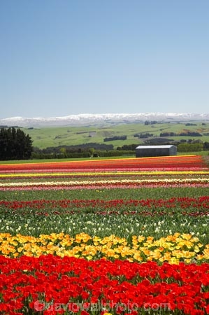 bloom;blooming;blooms;color;colorful;colors;colour;colourful;colours;country;countryside;cultivation;farm;farming;farmland;farms;field;fields;flora;floral;flower;flowers;fresh;garden;grow;growing;growth;horticulture;N.Z.;New-Zealand;NZ;paddock;paddocks;pink;red;renew;rural;S.I.;season;seasonal;seasons;SI;South-Is.;South-Island;spring;springtime;Tapanui;tulip;tulip-bulb-growing;tulip-field;Tulip-Fields;Tulipa-sp.;tulips;West-Otago;yellow