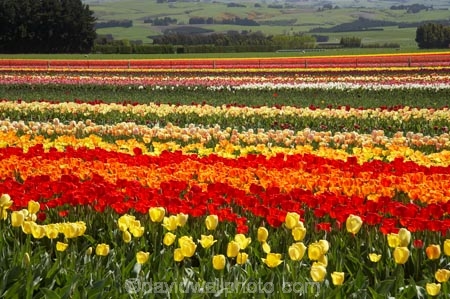 bloom;blooming;blooms;color;colorful;colors;colour;colourful;colours;country;countryside;cultivation;farm;farming;farmland;farms;field;fields;flora;floral;flower;flowers;fresh;garden;grow;growing;growth;horticulture;N.Z.;New-Zealand;NZ;orange;paddock;paddocks;pink;red;renew;rural;S.I.;season;seasonal;seasons;SI;South-Is.;South-Island;spring;springtime;Tapanui;tulip;tulip-bulb-growing;tulip-field;Tulip-Fields;Tulipa-sp.;tulips;West-Otago;yellow