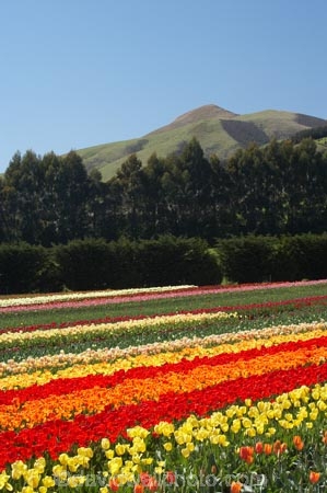 bloom;blooming;blooms;color;colorful;colors;colour;colourful;colours;country;countryside;cultivation;farm;farming;farmland;farms;field;fields;flora;floral;flower;flowers;fresh;garden;grow;growing;growth;horticulture;N.Z.;New-Zealand;NZ;orange;paddock;paddocks;renew;rural;S.I.;season;seasonal;seasons;SI;South-Is.;South-Island;spring;springtime;Tapanui;tulip;tulip-bulb-growing;tulip-field;Tulip-Fields;Tulipa-sp.;tulips;West-Otago;yellow
