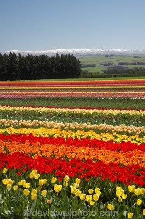 bloom;blooming;blooms;color;colorful;colors;colour;colourful;colours;country;countryside;cultivation;farm;farming;farmland;farms;field;fields;flora;floral;flower;flowers;fresh;garden;grow;growing;growth;horticulture;N.Z.;New-Zealand;NZ;orange;paddock;paddocks;pink;red;renew;rural;S.I.;season;seasonal;seasons;SI;South-Is.;South-Island;spring;springtime;Tapanui;tulip;tulip-bulb-growing;tulip-field;Tulip-Fields;Tulipa-sp.;tulips;West-Otago;yellow