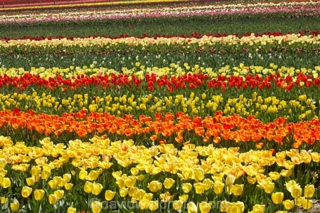 bloom;blooming;blooms;color;colorful;colors;colour;colourful;colours;country;countryside;cultivation;farm;farming;farmland;farms;field;fields;flora;floral;flower;flowers;fresh;garden;grow;growing;growth;horticulture;N.Z.;New-Zealand;NZ;orange;paddock;paddocks;renew;rural;S.I.;season;seasonal;seasons;SI;South-Is.;South-Island;spring;springtime;Tapanui;tulip;tulip-bulb-growing;tulip-field;Tulip-Fields;Tulipa-sp.;tulips;West-Otago;yellow