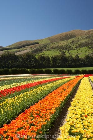 bloom;blooming;blooms;color;colorful;colors;colour;colourful;colours;country;countryside;cultivation;farm;farming;farmland;farms;field;fields;flora;floral;flower;flowers;fresh;garden;grow;growing;growth;horticulture;N.Z.;New-Zealand;NZ;orange;paddock;paddocks;renew;rural;S.I.;season;seasonal;seasons;SI;South-Is.;South-Island;spring;springtime;Tapanui;tulip;tulip-bulb-growing;tulip-field;Tulip-Fields;Tulipa-sp.;tulips;West-Otago;yellow