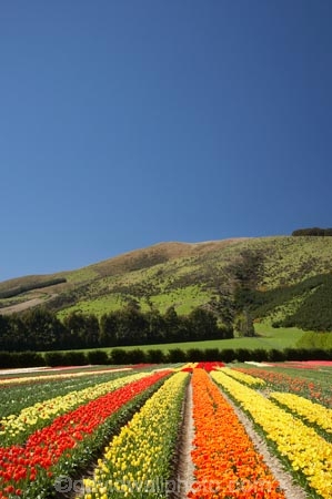 bloom;blooming;blooms;color;colorful;colors;colour;colourful;colours;country;countryside;cultivation;farm;farming;farmland;farms;field;fields;flora;floral;flower;flowers;fresh;garden;grow;growing;growth;horticulture;N.Z.;New-Zealand;NZ;orange;paddock;paddocks;red;renew;rural;S.I.;season;seasonal;seasons;SI;South-Is.;South-Island;spring;springtime;Tapanui;tulip;tulip-bulb-growing;tulip-field;Tulip-Fields;Tulipa-sp.;tulips;West-Otago;yellow