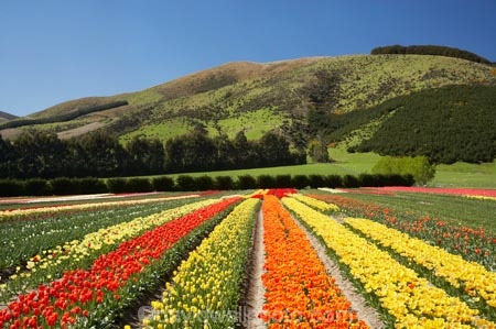 bloom;blooming;blooms;color;colorful;colors;colour;colourful;colours;country;countryside;cultivation;farm;farming;farmland;farms;field;fields;flora;floral;flower;flowers;fresh;garden;grow;growing;growth;horticulture;N.Z.;New-Zealand;NZ;orange;paddock;paddocks;renew;rural;S.I.;season;seasonal;seasons;SI;South-Is.;South-Island;spring;springtime;Tapanui;tulip;tulip-bulb-growing;tulip-field;Tulip-Fields;Tulipa-sp.;tulips;West-Otago;yellow
