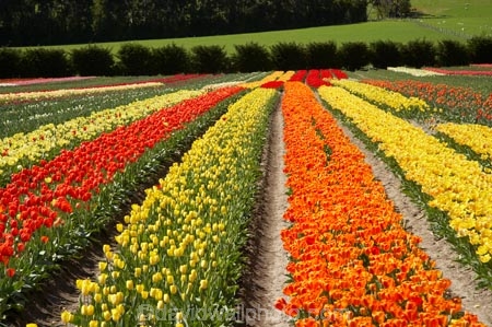 bloom;blooming;blooms;color;colorful;colors;colour;colourful;colours;country;countryside;cultivation;farm;farming;farmland;farms;field;fields;flora;floral;flower;flowers;fresh;garden;grow;growing;growth;horticulture;N.Z.;New-Zealand;NZ;orange;paddock;paddocks;red;renew;rural;S.I.;season;seasonal;seasons;SI;South-Is.;South-Island;spring;springtime;Tapanui;tulip;tulip-bulb-growing;tulip-field;Tulip-Fields;Tulipa-sp.;tulips;West-Otago;yellow