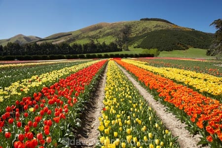 bloom;blooming;blooms;color;colorful;colors;colour;colourful;colours;country;countryside;cultivation;farm;farming;farmland;farms;field;fields;flora;floral;flower;flowers;fresh;garden;grow;growing;growth;horticulture;N.Z.;New-Zealand;NZ;orange;paddock;paddocks;red;renew;rural;S.I.;season;seasonal;seasons;SI;South-Is.;South-Island;spring;springtime;Tapanui;tulip;tulip-bulb-growing;tulip-field;Tulip-Fields;Tulipa-sp.;tulips;West-Otago;yellow