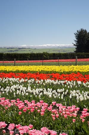 bloom;blooming;blooms;color;colorful;colors;colour;colourful;colours;country;countryside;cultivation;farm;farming;farmland;farms;field;fields;flora;floral;flower;flowers;fresh;garden;grow;growing;growth;horticulture;N.Z.;New-Zealand;NZ;paddock;paddocks;pink;red;renew;rural;S.I.;season;seasonal;seasons;SI;South-Is.;South-Island;spring;springtime;Tapanui;tulip;tulip-bulb-growing;tulip-field;Tulip-Fields;Tulipa-sp.;tulips;West-Otago;white;yellow