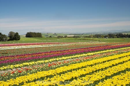 bloom;blooming;blooms;color;colorful;colors;colour;colourful;colours;country;countryside;cultivation;farm;farming;farmland;farms;field;fields;flora;floral;flower;flowers;fresh;garden;grow;growing;growth;horticulture;lilac;mauve;N.Z.;New-Zealand;NZ;paddock;paddocks;purple;renew;rural;S.I.;season;seasonal;seasons;SI;South-Is.;South-Island;spring;springtime;Tapanui;tulip;tulip-bulb-growing;tulip-field;Tulip-Fields;Tulipa-sp.;tulips;violet;West-Otago;yellow