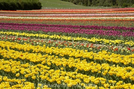 bloom;blooming;blooms;color;colorful;colors;colour;colourful;colours;country;countryside;cultivation;farm;farming;farmland;farms;field;fields;flora;floral;flower;flowers;fresh;garden;grow;growing;growth;horticulture;lilac;mauve;N.Z.;New-Zealand;NZ;paddock;paddocks;purple;renew;rural;S.I.;season;seasonal;seasons;SI;South-Is.;South-Island;spring;springtime;Tapanui;tulip;tulip-bulb-growing;tulip-field;Tulip-Fields;Tulipa-sp.;tulips;violet;West-Otago;yellow