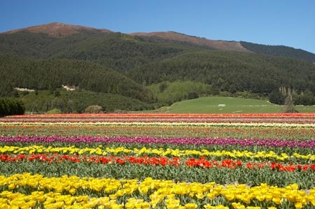 bloom;blooming;blooms;color;colorful;colors;colour;colourful;colours;country;countryside;cultivation;farm;farming;farmland;farms;field;fields;flora;floral;flower;flowers;fresh;garden;grow;growing;growth;horticulture;lilac;mauve;N.Z.;New-Zealand;NZ;paddock;paddocks;purple;renew;rural;S.I.;season;seasonal;seasons;SI;South-Is.;South-Island;spring;springtime;Tapanui;tulip;tulip-bulb-growing;tulip-field;Tulip-Fields;Tulipa-sp.;tulips;violet;West-Otago;yellow