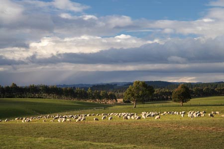 agricultural;agriculture;Animal;Animals;approaching-storm;approaching-storms;black-cloud;black-clouds;cloud;clouds;cloudy;Clutha-District;Clutha-Region;country;countryside;dark-cloud;dark-clouds;ewes;farm;Farm-animals;farming;farmland;farms;field;fields;flock;flocks;gray-cloud;gray-clouds;grey-cloud;grey-clouds;herbivore;herbivores;herbivorous;livestock;mammal;mammals;meadow;meadows;N.Z.;New-Zealand;NZ;Outdoor;Outdoors;Outside;paddock;paddocks;pasture;pastures;rain-cloud;rain-clouds;rain-storm;rain-storms;rural;S.I.;sheep;SI;South-is;South-Island;South-Otago;stock;storm;storm-cloud;storm-clouds;storms;thunder-storm;thunder-storms;thunderstorm;thunderstorms;Waiwera-South;weather;white;wool