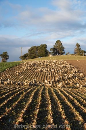 agricultural;agriculture;Animal;Animals;Clutha-District;Clutha-Region;country;countryside;crop;crops;ewes;farm;Farm-animals;farming;farmland;farms;field;fields;flock;flocks;herbivore;herbivores;herbivorous;horticulture;livestock;mammal;mammals;meadow;meadows;N.Z.;New-Zealand;NZ;Outdoor;Outdoors;Outside;paddock;paddocks;pasture;pastures;row;rows;rural;S.I.;sheep;SI;South-is;South-Island;South-Otago;stock;swede;swedes;Waiwera-South;white;winter-feed;wool