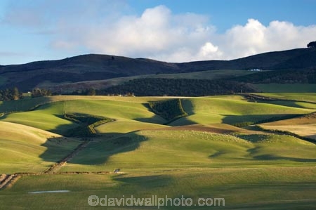 agricultural;agriculture;Balclutha;Clutha-District;Clutha-Region;country;countryside;farm;farming;farmland;farms;field;fields;grass;grassy;green;lte-light;meadow;meadows;N.Z.;New-Zealand;NZ;paddock;paddocks;pasture;pastures;rolling;rolling-farmland;rolling-hills;rural;S.I.;SI;South-is;South-Island;South-Otago;Waitepeka