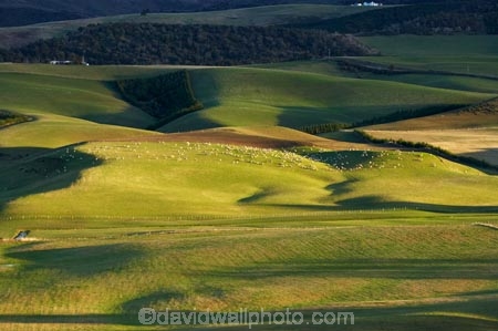 agricultural;agriculture;Animal;Animals;Balclutha;Clutha-District;Clutha-Region;country;countryside;ewes;farm;Farm-animals;farming;farmland;farms;field;fields;flock;flocks;grass;grassy;green;herbivore;herbivores;herbivorous;livestock;lte-light;mammal;mammals;meadow;meadows;N.Z.;New-Zealand;NZ;Outdoor;Outdoors;Outside;paddock;paddocks;pasture;pastures;rolling;rolling-farmland;rolling-hills;rural;S.I.;sheep;SI;South-is;South-Island;South-Otago;stock;Waitepeka;white;wool