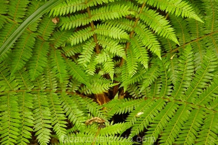 beautiful;beauty;bush;Catlins;Catlins-District;Catlins-Region;cyathea;endemic;fern;fern-detail;fern-details;fern-frond;fern-fronds;ferns;forest;forests;frond;fronds;green;N.Z.;native;native-bush;natives;natural;nature;New-Zealand;NZ;Otago;plant;plants;radial;rain-forest;rain-forests;rain_forest;rain_forests;rainforest;rainforests;S.I.;scene;scenic;SI;South-Is;South-Island;South-Otago;Sth-Is;Sth-Otago;tree;trees;woods