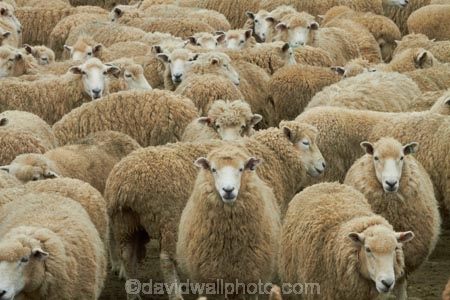 agricultural;agriculture;Animal;Animals;Catlins;Catlins-District;Catlins-Region;country;countryside;Crowd;Crowded;Crowds;drove;droving;ewes;farm;Farm-animals;farming;farms;field;fields;flock;flocks;herbivore;herbivores;herbivorous;herd;herds;livestock;mammal;mammals;meadow;meadows;mob;mobs;muster;mustering;N.Z.;New-Zealand;NZ;Otago;Outdoor;Outdoors;Outside;paddock;paddocks;pasture;pastures;rural;S.I.;sheep;SI;South-Is;South-Island;South-Otago;Sth-Is;Sth-Otago;stock;white;wool;woolly;wooly