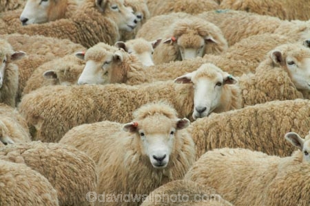 agricultural;agriculture;Animal;Animals;Catlins;Catlins-District;Catlins-Region;country;countryside;Crowd;Crowded;Crowds;drove;droving;ewes;farm;Farm-animals;farming;farms;field;fields;flock;flocks;herbivore;herbivores;herbivorous;herd;herds;livestock;mammal;mammals;meadow;meadows;mob;mobs;muster;mustering;N.Z.;New-Zealand;NZ;Otago;Outdoor;Outdoors;Outside;paddock;paddocks;pasture;pastures;rural;S.I.;sheep;SI;South-Is;South-Island;South-Otago;Sth-Is;Sth-Otago;stock;white;wool;woolly;wooly