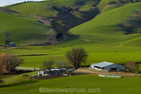 agricultural;agriculture;Clutha-District;country;countryside;farm;Farm-Building;Farm-Buildings;Farm-Shed;Farm-Sheds;farming;farmland;farms;field;fields;grass;grassy;green;green-grass;meadow;meadows;N.Z.;New-Zealand;Otago;paddock;paddocks;pasture;pastures;rural;S.I.;Shearing-Shed;Shearing-Sheds;Sheep-Shed;Sheep-Sheds;SI;South-Is;South-Island;South-Otago;Sth-Is;Waitahuna;Wool-Shed;Wool-Sheds;woolshed;woolsheds