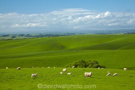 agricultural;agriculture;animal;animals;Balclutha;Clutha-District;country;countryside;crop;crops;domestic-stock;ewes;farm;farm-animals;farming;farmland;farms;field;fields;flock;flocks;green;herbivore;herbivores;herbivorous;herd;herds;horticulture;livestock;mammal;mammals;meadow;meadows;N.Z.;New-Zealand;NZ;outdoor;outdoors;outside;paddock;paddocks;pasture;pastures;rolling-hills;rural;S.I.;season;seasonal;seasons;sheep;SI;South-Is;South-Island;South-Otago;spring;spring-time;spring_time;springtime;Sth-Is.;stock