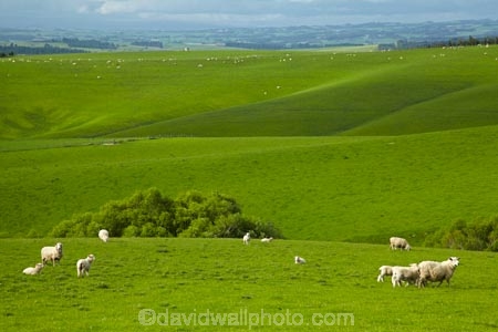 agricultural;agriculture;animal;animals;Balclutha;Clutha-District;country;countryside;crop;crops;domestic-stock;ewes;farm;farm-animals;farming;farmland;farms;field;fields;flock;flocks;green;herbivore;herbivores;herbivorous;herd;herds;horticulture;livestock;mammal;mammals;meadow;meadows;N.Z.;New-Zealand;NZ;outdoor;outdoors;outside;paddock;paddocks;pasture;pastures;rolling-hills;rural;S.I.;season;seasonal;seasons;sheep;SI;South-Is;South-Island;South-Otago;spring;spring-time;spring_time;springtime;Sth-Is.;stock