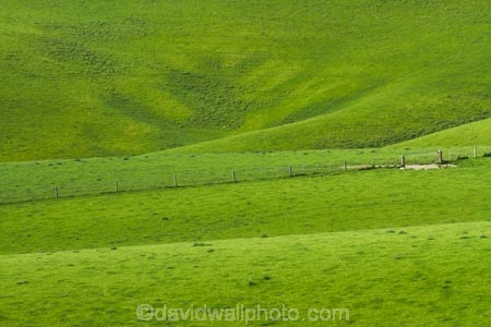 agricultural;agriculture;Balclutha;Clutha-District;country;countryside;crop;crops;farm;farming;farmland;farms;fence;fence-line;fence-lines;fence_line;fence_lines;fenceline;fencelines;fences;field;fields;green;horticulture;meadow;meadows;N.Z.;New-Zealand;NZ;paddock;paddocks;pasture;pastures;rolling-hills;rural;S.I.;season;seasonal;seasons;SI;South-Is;South-Island;South-Otago;spring;spring-time;spring_time;springtime;Sth-Is.