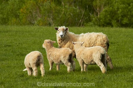 agricultural;agriculture;animal;animals;Balclutha;Clutha-District;country;countryside;crop;crops;domestic-stock;ewes;farm;farm-animals;farming;farmland;farms;field;fields;flock;flocks;green;herbivore;herbivores;herbivorous;herd;herds;horticulture;livestock;mammal;mammals;meadow;meadows;N.Z.;New-Zealand;NZ;outdoor;outdoors;outside;paddock;paddocks;pasture;pastures;rural;S.I.;season;seasonal;seasons;sheep;SI;South-Is;South-Island;South-Otago;spring;spring-time;spring_time;springtime;Sth-Is.;stock;white