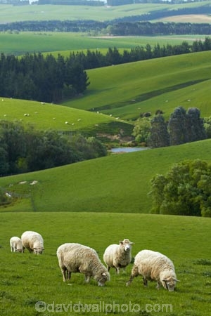 agricultural;agriculture;animal;animals;Balclutha;Clutha-District;country;countryside;crop;crops;domestic-stock;ewes;farm;farm-animals;farming;farmland;farms;field;fields;flock;flocks;green;herbivore;herbivores;herbivorous;herd;herds;horticulture;livestock;mammal;mammals;meadow;meadows;N.Z.;New-Zealand;NZ;outdoor;outdoors;outside;paddock;paddocks;pasture;pastures;rolling-hills;rural;S.I.;season;seasonal;seasons;sheep;SI;South-Is;South-Island;South-Otago;spring;spring-time;spring_time;springtime;Sth-Is.;stock