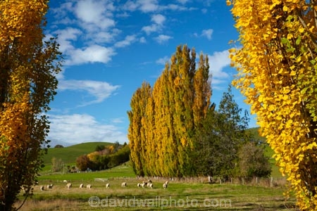 agricultural;agriculture;autuminal;autumn;autumn-colour;autumn-colours;autumnal;Clutha-District;color;colors;colour;colours;country;countryside;deciduous;ewes;fall;farm;farm-animals;farming;farmland;farms;field;fields;flock;flocks;gold;golden;herbivore;herbivores;herbivorous;herd;herds;leaf;leaves;livestock;Lovells-Flat;Lovells-Flat;mammal;mammals;meadow;meadows;N.Z.;New-Zealand;NZ;Otago;outdoor;outdoors;outside;paddock;paddocks;pasture;pastures;poplar;poplar-tree;poplar-trees;poplars;Robson-Rd;Robson-Road;row;rural;S.I.;season;seasonal;seasons;sheep;SI;South-Is;South-Island;South-Otago;Sth-Is;stock;tree;trees;white;yellow