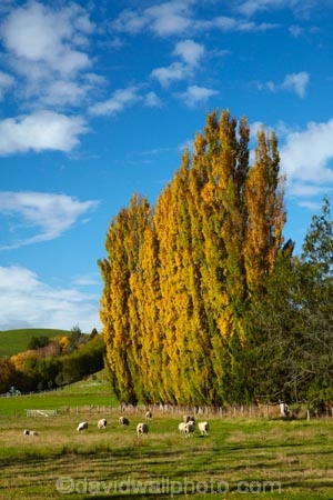 agricultural;agriculture;autuminal;autumn;autumn-colour;autumn-colours;autumnal;Clutha-District;color;colors;colour;colours;country;countryside;deciduous;ewes;fall;farm;farm-animals;farming;farmland;farms;field;fields;flock;flocks;gold;golden;herbivore;herbivores;herbivorous;herd;herds;leaf;leaves;livestock;Lovells-Flat;Lovells-Flat;mammal;mammals;meadow;meadows;N.Z.;New-Zealand;NZ;Otago;outdoor;outdoors;outside;paddock;paddocks;pasture;pastures;poplar;poplar-tree;poplar-trees;poplars;Robson-Rd;Robson-Road;row;rural;S.I.;season;seasonal;seasons;sheep;SI;South-Is;South-Island;South-Otago;Sth-Is;stock;tree;trees;white;yellow