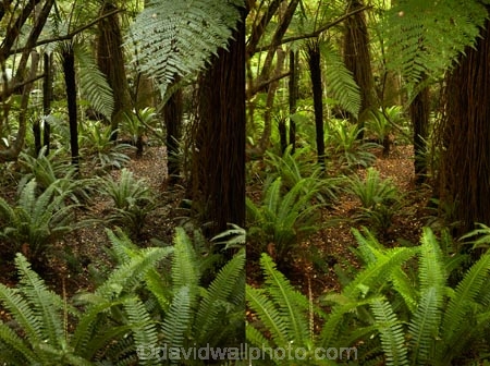 beautiful;beauty;bush;Catlins;Catlins-District;Catlins-Region;cyathea;endemic;fern;fern-frond;fern-fronds;ferns;forest;forests;frond;fronds;green;N.Z.;native;native-bush;natives;natural;nature;New-Zealand;NZ;Otago;photography;plant;plants;polarization;polarized;rain-forest;rain-forests;rain_forest;rain_forests;rainforest;rainforests;S.I.;scene;scenic;SI;South-Is;South-Island;South-Otago;Sth-Is;Sth-Otago;tree;trees;unpolarized;woods